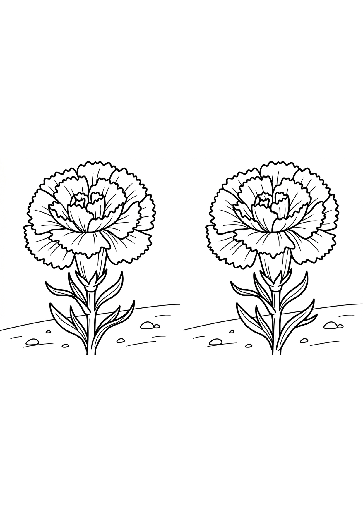 Carnation Coloring Page for Ages 6 and Up