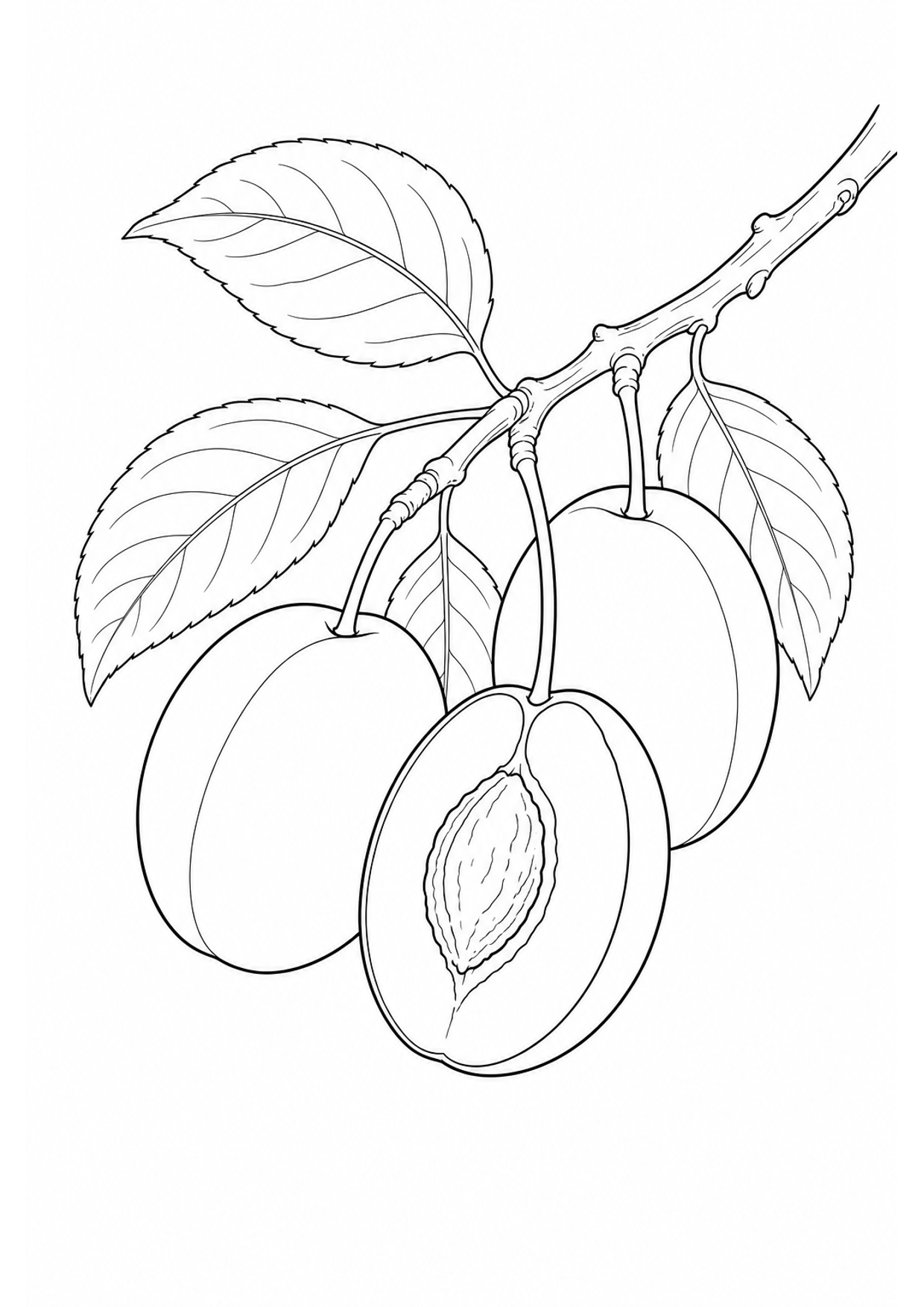 Plums Coloring Page to Print Free