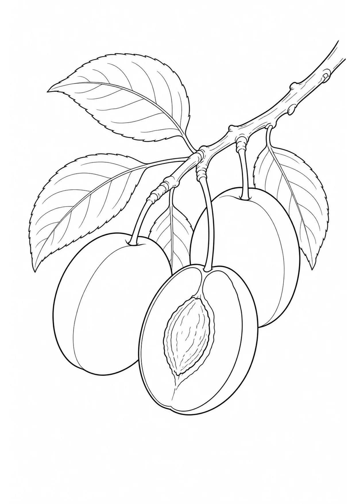 Plums Coloring Page to Print Free