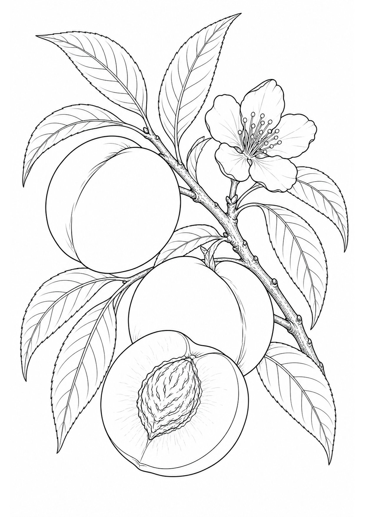 Peaches Coloring Page to Print Free