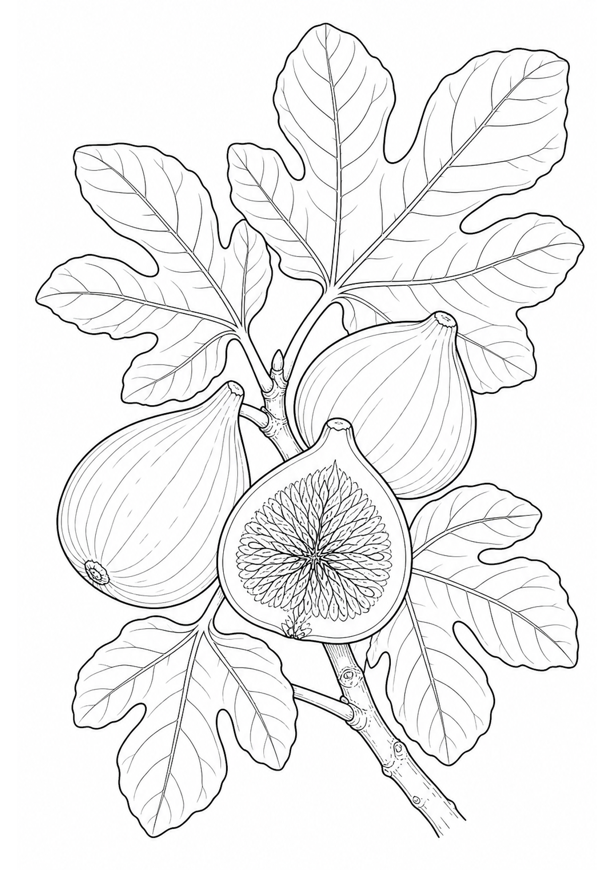 Figs Coloring Page to Print Free