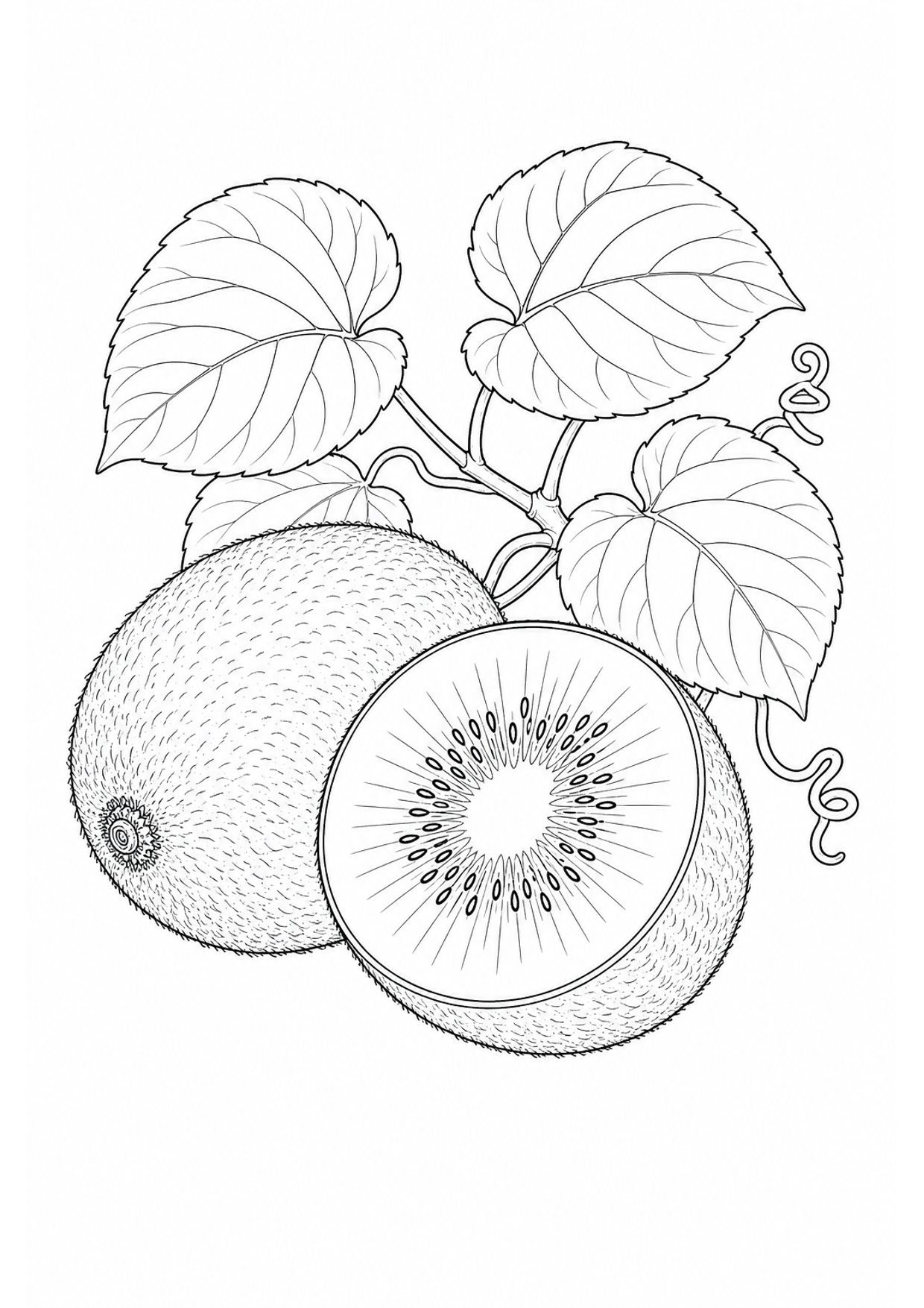 Kiwi Fruit Coloring Page to Print Free