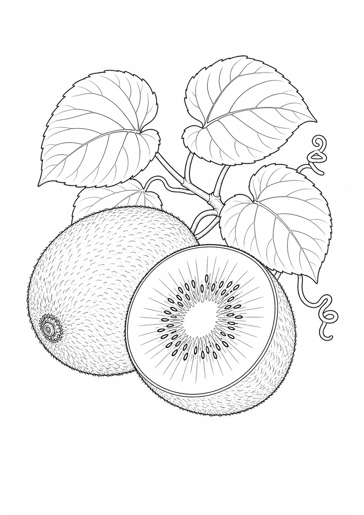 Kiwi Fruit Coloring Page to Print Free