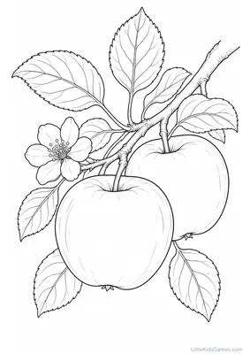 Fruits