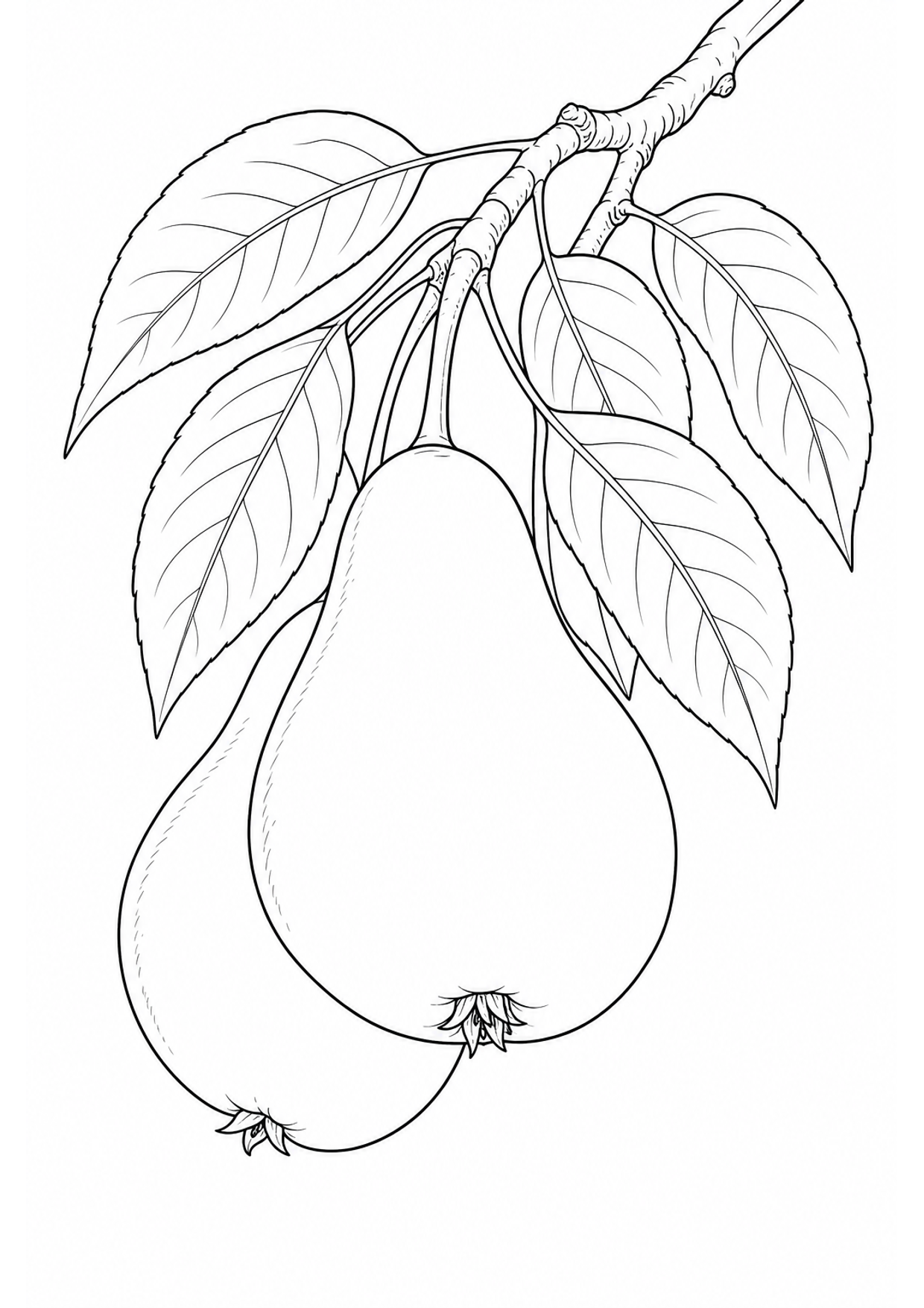 Pears on a Branch Coloring Page to Print Free