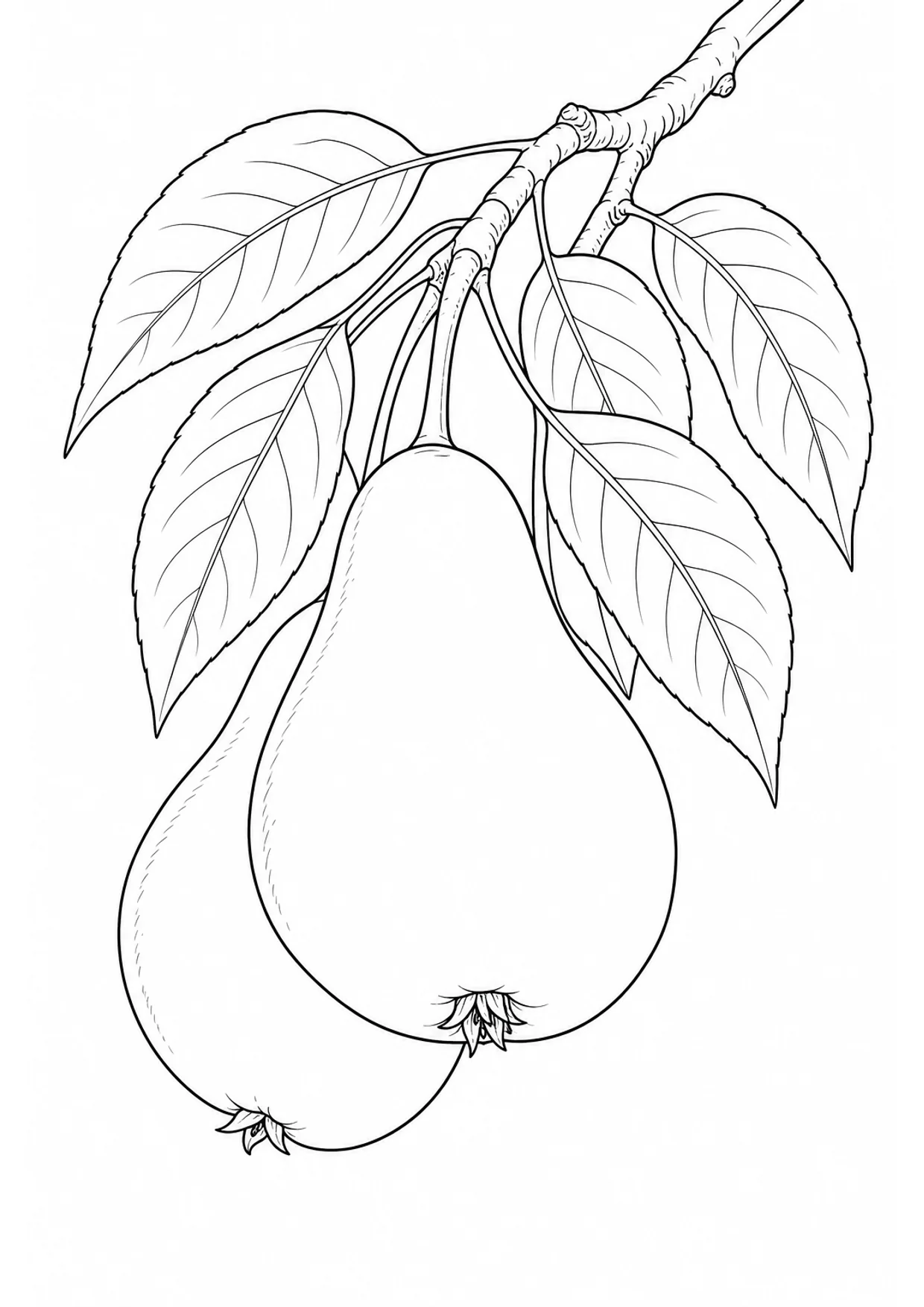 Pears on a Branch Coloring Page to Print Free
