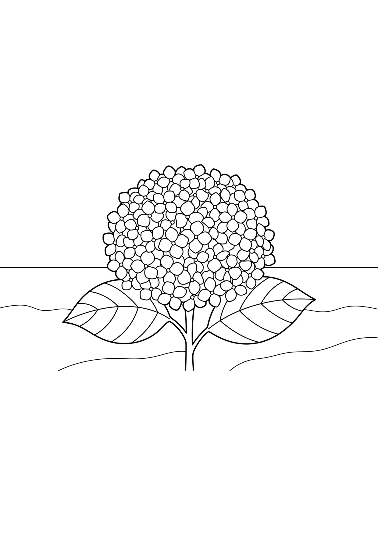 Hydrangea Coloring Picture for Kids Ages 2 to 5