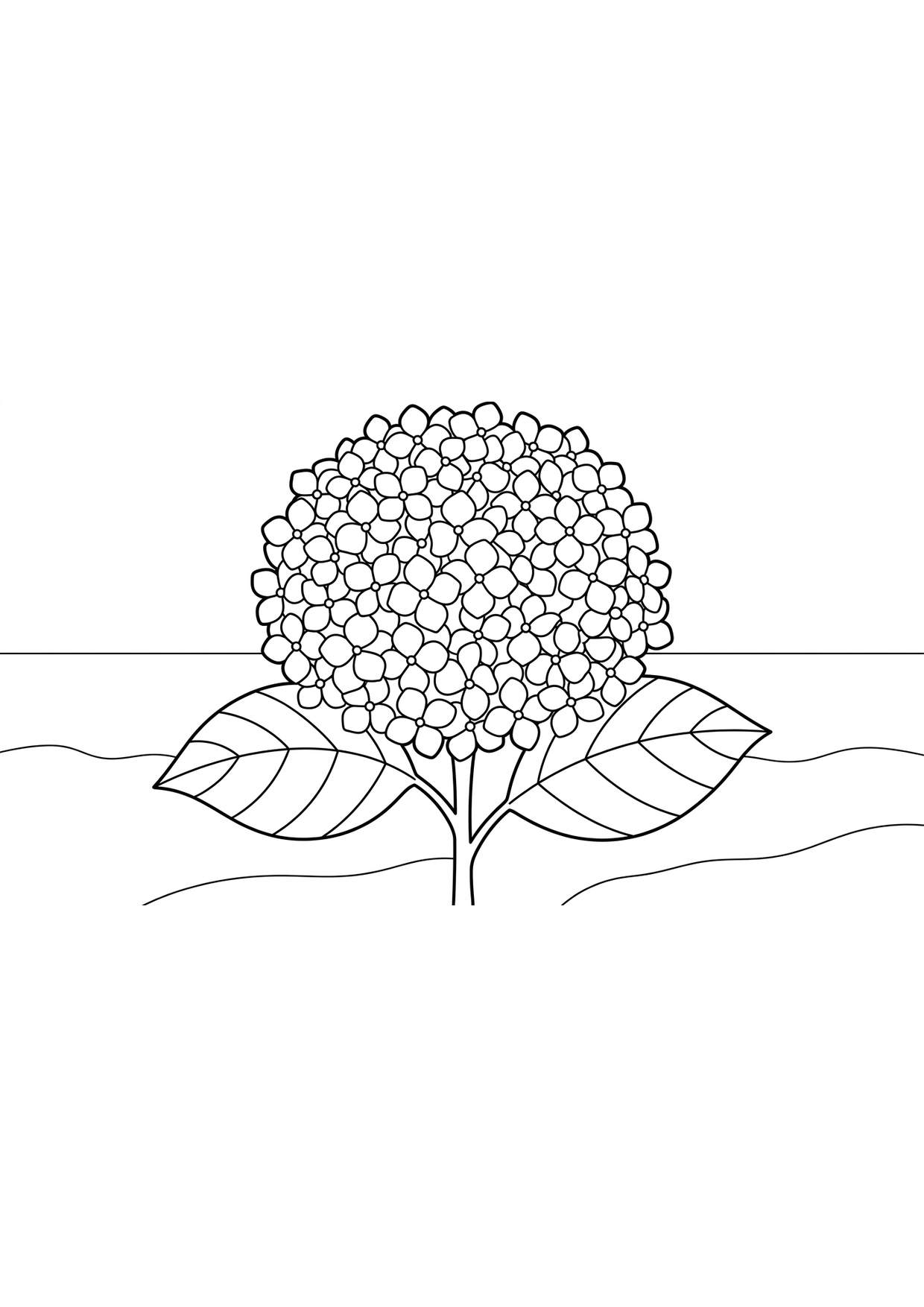 Hydrangea Coloring Page for Ages 6 and Up
