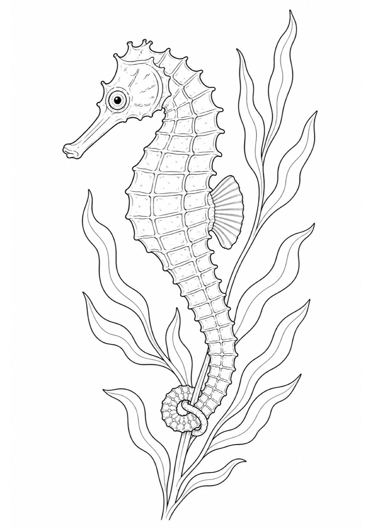 Dibujo de Caballito de Mar para Colorear e Imprimir