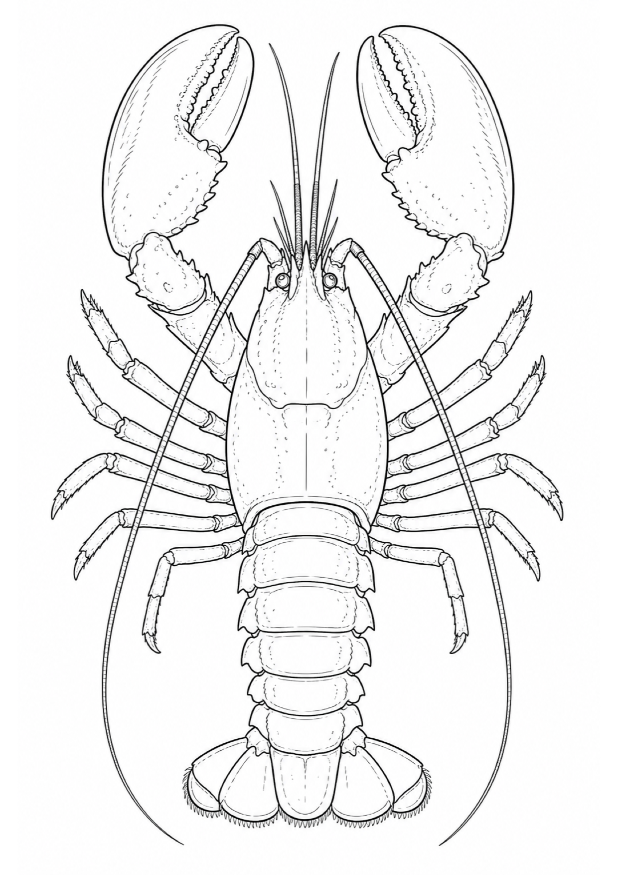 Dibujo de Langosta para Colorear e Imprimir