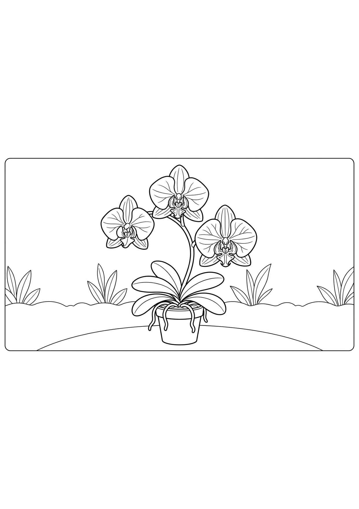 orquidea