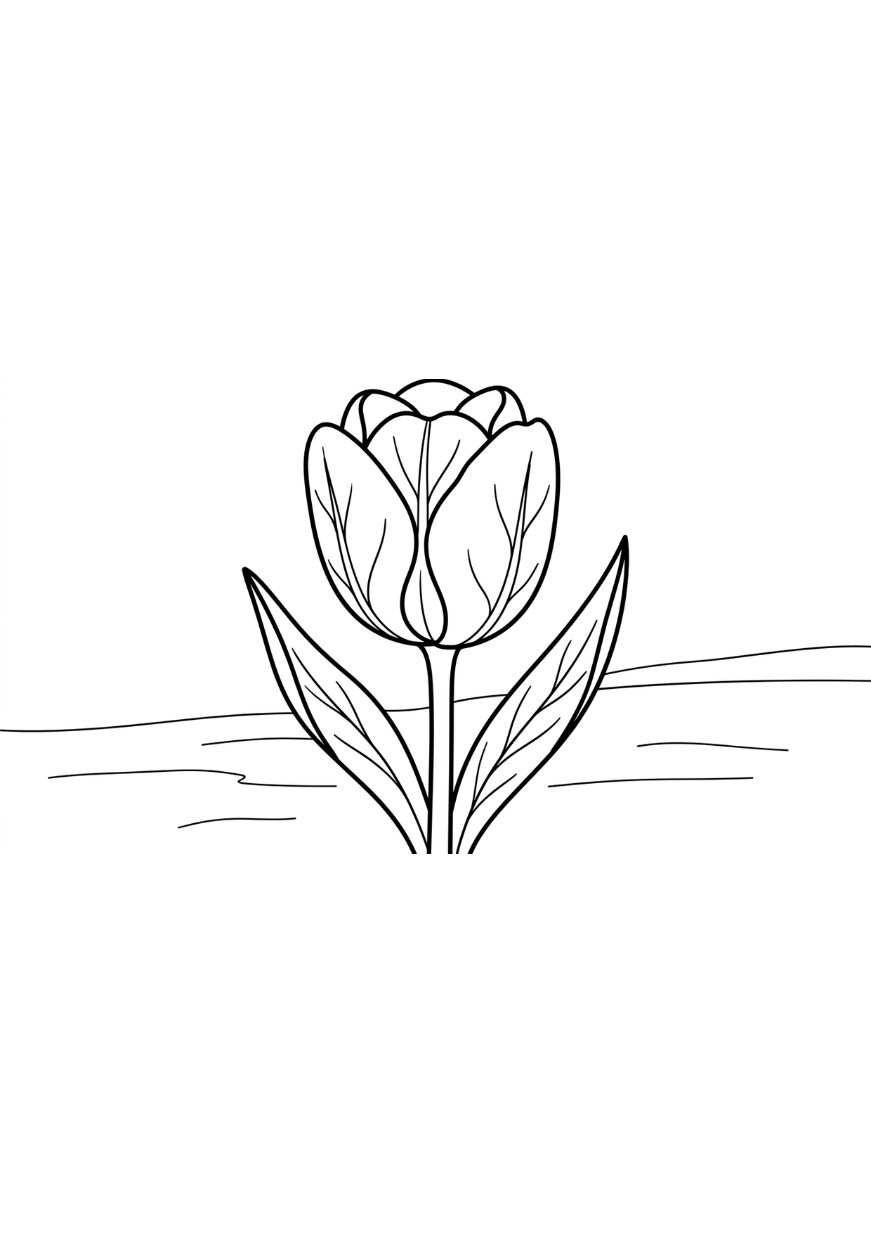 tulipan